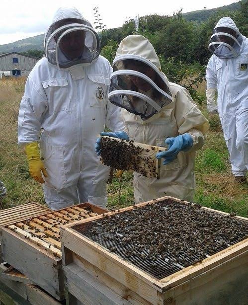 How to Start Beekeeping for Beginners