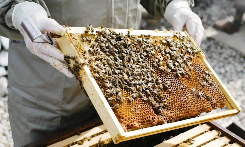 How to Start Beekeeping for Beginners