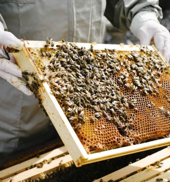 How to Start Beekeeping for Beginners