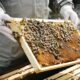 How to Start Beekeeping for Beginners