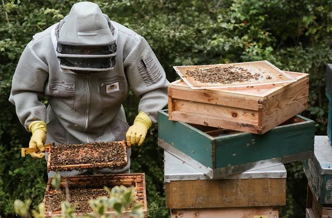How to Start Beekeeping for Beginners