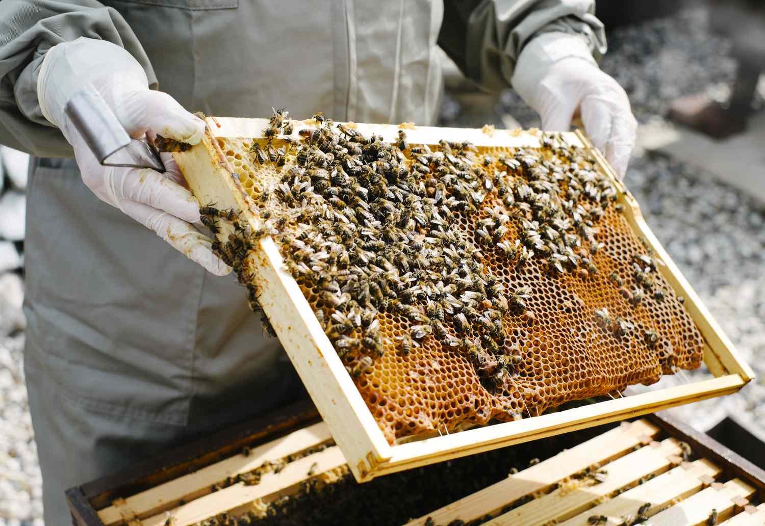 How to Start Beekeeping for Beginners